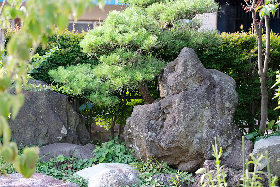 庭の植栽と岩